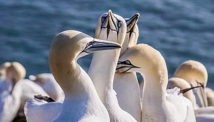 九游体育下载-爱尔兰政府加大对女子橄榄球投资力度，橄榄球爱尔兰和北爱尔兰