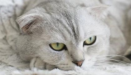 九游体育下载-爱尔兰政府加大对女子橄榄球投资力度，橄榄球爱尔兰和北爱尔兰