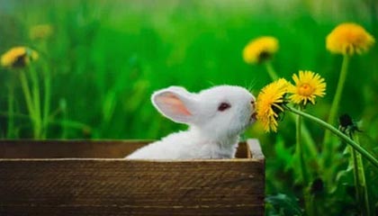 九游体育下载-爱尔兰政府加大对女子橄榄球投资力度，橄榄球爱尔兰和北爱尔兰